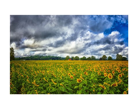 Framed Sunflower Field Print