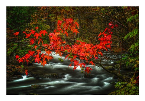 Framed Fall in Smokies Print