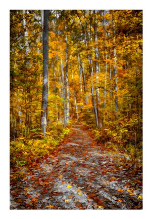 Framed Ohiopyle Path Print