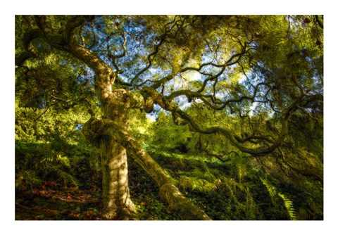 Framed Japanese Maple Print