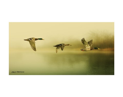 Framed Ducks Flying Print