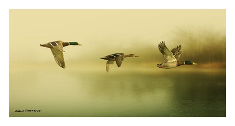 Framed Ducks Flying Print