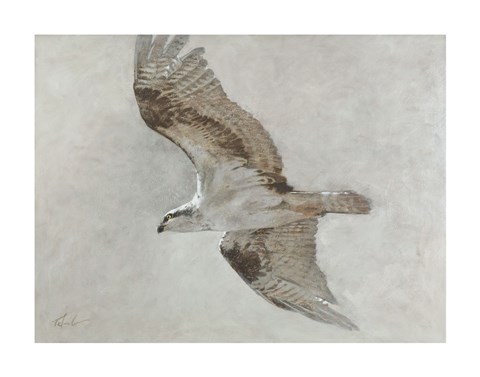 Framed Searching Osprey Print