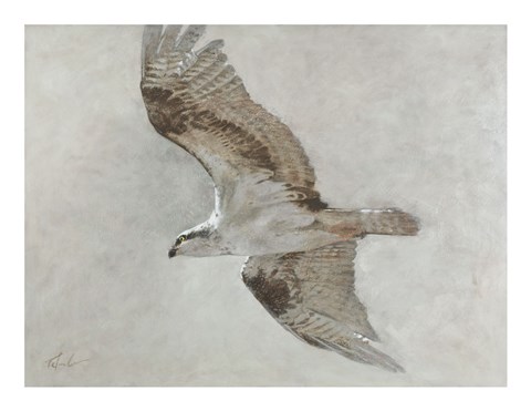 Framed Searching Osprey Print