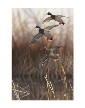 Framed Whisper Wind and Wing - Mallards Print