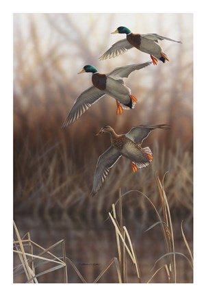 Framed Whisper Wind and Wing - Mallards Print