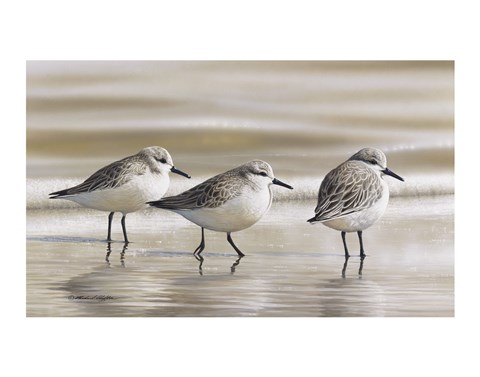 Framed Sanderlings Print