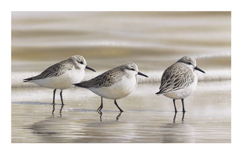 Framed Sanderlings Print