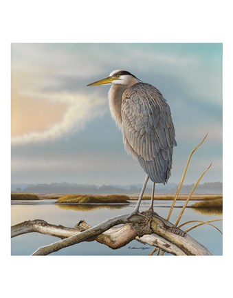 Framed Marsh Watch - Great Blue Heron Print