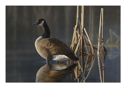 Framed Greet the Sun - Canada Goose Print