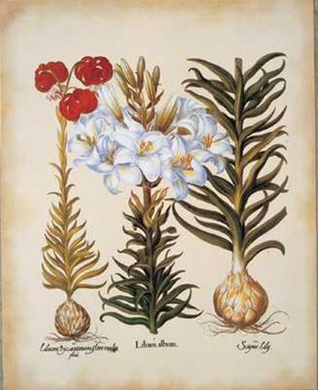 Framed Lilium Scapus II Print
