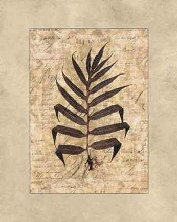 Framed Fern II Print