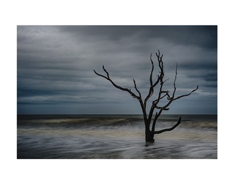 Framed Tree on Botany Bay Print