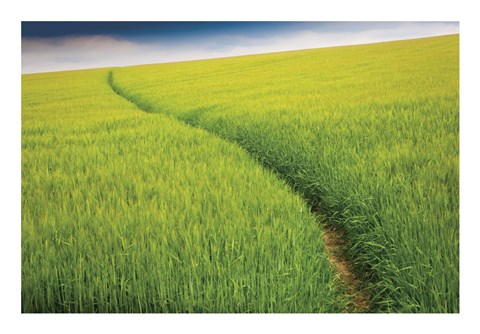 Framed Seductive Path Print