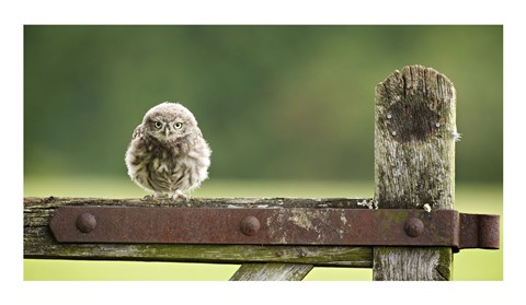 Framed Fuzzball Print