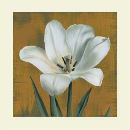 Framed Tulipano Print