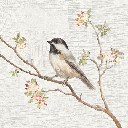 Framed Black Capped Chickadee Vintage Print