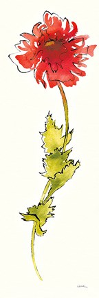 Framed Peony Form Poppies II Print