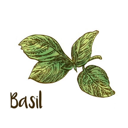 Framed Basil Print