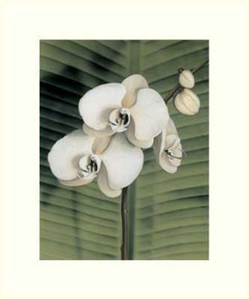 Framed Orchid with Palm II Print