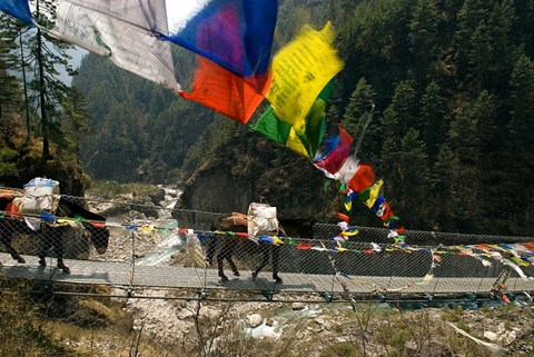 Framed Mule train on trail to Namche Bazaar, Larja Bridge, Khumbu, Nepal Print