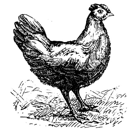 Framed Chicken Scratch Print