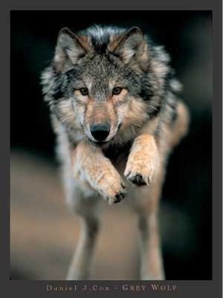 Framed Grey Wolf Print