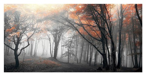 Framed Autumn Woods 1 Print