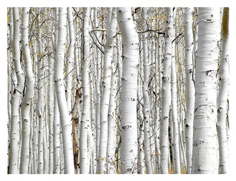 Framed Birch Wood Print
