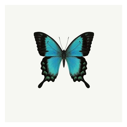 Framed Blue Butterfly Print