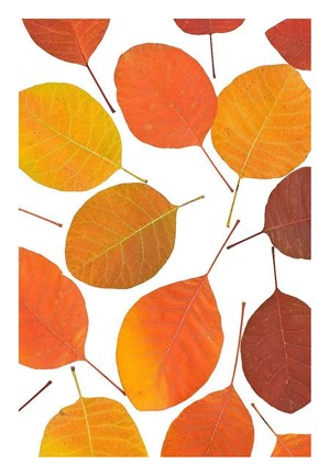 Framed Brown Leaves Print
