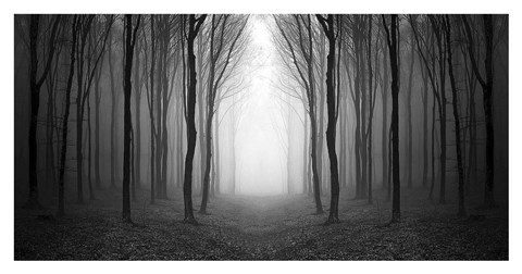 Framed Dark Woods Print