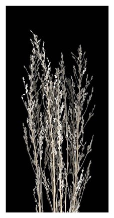 Framed Dried Up II Print