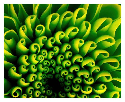 Framed Green Design 1 Print