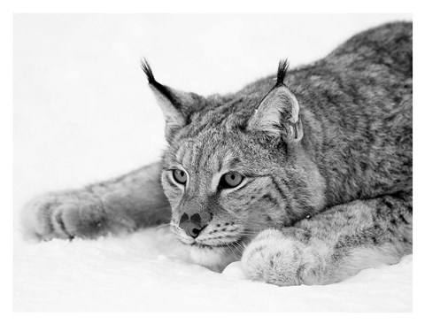 Framed Lynx 1 Print