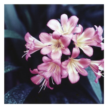 Framed Pink Blossom 2 Print