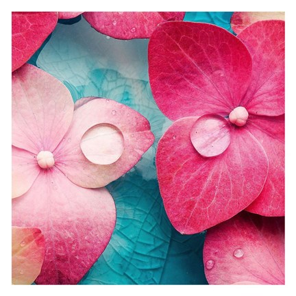 Framed Pink Flowers 3 Print