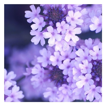 Framed Purple Flowers 2 Print