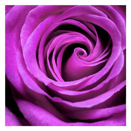 Framed Purple Rose Print