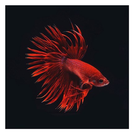 Framed Red Betta Fish Print