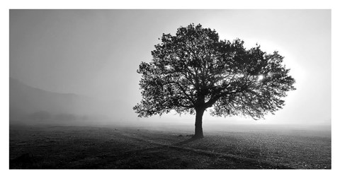 Framed Tree in Mist Print