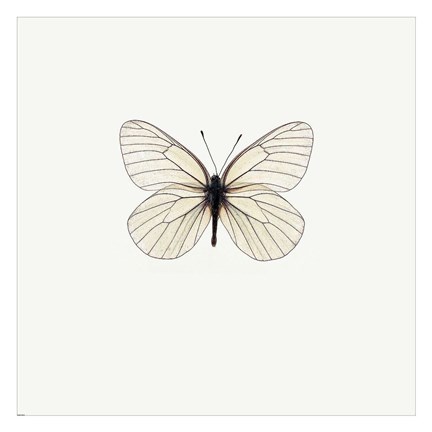 Framed White Butterfly Print