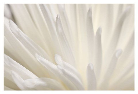 Framed White Flower Print