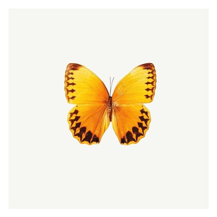 Framed Yellow Butterfly Print
