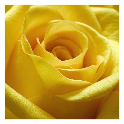 Framed Yellow Rose Print