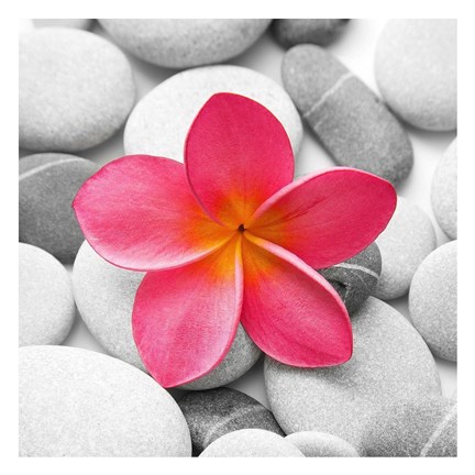 Framed Zen Flower Print