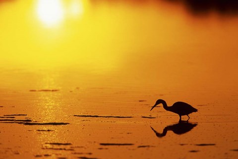 Framed Little Blue Heron at sunset, J.N.Ding Darling National Wildlife Refuge, Florida Print