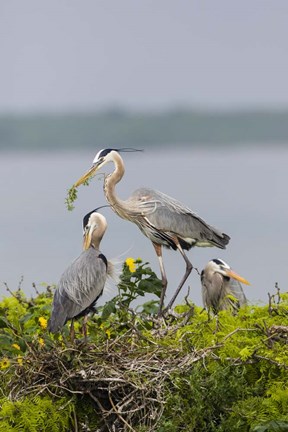 Framed Great Blue Heron and Chicks Print