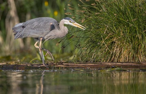 Framed Great Blue Heron stalks for food, Lake Washington, Seattle. Print