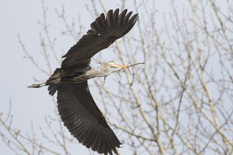 Framed Great Blue Heron, flying back to nest with a stick Print